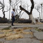 Las ramas de los árboles han levantado el pavimento de las peatonales de varias manzanas. Hay el temor que afecte a las casas.