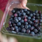 Venta. La exportación de arándanos aumentó para el 2021.