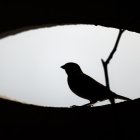 En la imagen de archivo, un gorrión se asoma al hueco de una celosía durante uno de los primeros días de la primavera.