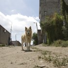 Fauna. En Quito hay alrededor de un millón de perros callejeros.