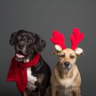 Negativo. Los animales tienen sus necesidades. Requieren libertad.