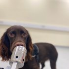 Estudio. Un perro olfatea el aliento y muestra de sudor de una persona.