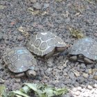 Fauna. Imagen referencial de tortugas terrestres.