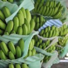 Fruta.- Empezó la investigación para determinar quién inscribió al ministerio de Agricultura como exportador de banano.