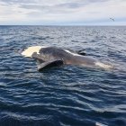 Fotografía sin fecha específica de toma, cedida hoy por el Gobierno de la provincia de Chubut que muestra a una ballena mientras es llevada a la costa tras aparecer sin vida en aguas de Argentina.