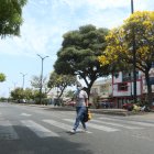 Los árboles de guayacán son una de las especies que se analizan como emblema de la ciudad.