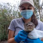 Auxilio. El animal fue hallado por funcionarios del Ministerio del Ambiente.