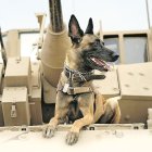 Tomar en cuenta. Que un perro ladre o sea bullicioso no lo hace idóneo para enfrentarse a situaciones riesgosas.