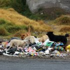 Problema. En la ciudad hay un alto índice de abandono de animales de compañía.