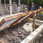 Isabela. Centro de crianza de tortugas, del Parque Nacional Galápagos.