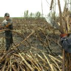 Cosecha.- Agricultores trabajan en la zafra de la caña de azúcar.