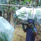 Hacienda. El trabajo que se hace en una finca de banano de exportación.