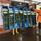 Cientos de trabajadores se encargan del proceso de las rosas de esta empresa.