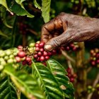 Los cultivos de café se reducirán a la mitad en 2050 si no se evita el impacto del cambio climático, según un estudio