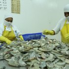 Producción. Dos trabajadores alistan los camarones para empacarlos.