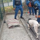 Hecho. Canes participaron en el operativo.