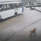 En el video se observa como el bus detiene su marcha para permitir al perrito bajarse.