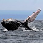 Una ballena jorobada en aguas de Puerto López (Ecuador).