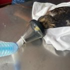 Antes de su fallecimiento se hizo todo lo posible por salvar al Gavilán