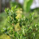 Aspecto de una planta de coca. Foto de archivo.