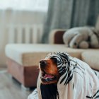 Atención. Conocer las situaciones que desencadenan estrés o ansiedad en las mascotas resulta vital para evitarle posibles consecuencias.