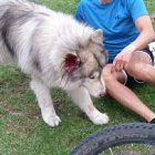 Un can mordió a otro y su dueño reaccionó golpeando al primero