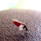 Un mosquito de la especie Anopheles gambiae, en una imagen de archivo. EFE/STEPHEN MORRISON