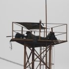 Operativos. Los policías y militares respondían a las balas desde distintos puntos de la Penitenciaría, recién pasadas las 13:00 lograron tomar el control.