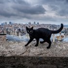 Un prejuicio. Los felinos de pelaje oscuro, pues son poco adoptados debido a falsas creencias que los relacionan con “la mala suerte”.