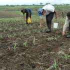 Semillas ilegales afectan la calidad y productividad de algunos cultivos.