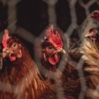 La medida implica también la prohibición de cualquier concentración de aves.