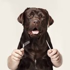 Quitarse de la cabeza la idea de que un perro bien gordito se ve más bonito.