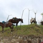 Parqueadero. Los vecinos de algunos recintos han dispuesto sitios estratégicos para amarrar a sus animales.