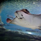 Una manta raya, en una fotografía de archivo.