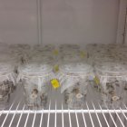 Abejas criadas en laboratorio para realizar el estudio. EFE/Anthony Nearman/UMD