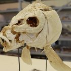 Fotografía enviada el 14 de noviembre de 2022 por la Universidad de Tel Aviv, que muestra la cabeza de una carpa de las colecciones del Museo Steinhardt de Historia Natural de Tel Aviv Handout Universidad deTel Aviv/AFP