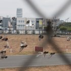 14112022 JUAN PONCE PELIGROS PARA AVIONESD REPRESENTAN LOS PAJAROS 14 DE NOVIEMBRE DEL 2022 ag-periodistas