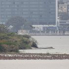 1. Río Guayas. Miles de patos silbadores ventrinegros migraron al islote de Palmar. Las aves constantemente llegan hasta el aeropuerto