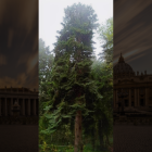 el imponente ultracentenario abeto blanco destinado al papa Francisco