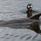 Fotografía del pasado día 1-11-22 de los buzos tratando de rescatar al delfín "Manoliño" en el puerto de O Freixo.