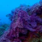 Menos de un año después del final de la erupción del volcán de La Palma, la parte sumergida de los dos nuevos deltas lávicos presentan una cobertura muy elevada de algas, según ha comprobado un equipo del Instituto Español de Oceanografía (IEO). EFE/IEO-CSIC SOLO USO EDITORIAL/SOLO DISPONIBLE PARA ILUSTRAR LA NOTICIA QUE ACOMPAÑA (CRÉDITO OBLIGATORIO) ag-periodistas