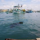 Anconcito. El lobo marino se pasea frente al área de desembarque.