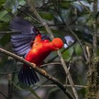 Fotografía del ave gallito de la peña, con su estridente color rojo, el 17 de noviembre de 2022, en Nanegalito, en la zona boscosa Chocó Andino de Pichincha, al noroccidente de Quito (Ecuador).
