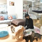 Dar un poco de comida y acariciar a los gatos sirve para que los visitantes se relajen. Generalmente son visitados por familias.