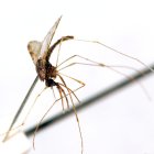 Un mosquito hembra del género "Apheles Albimanus" portador del virus de la malaria.
