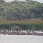 Peligro. Las aves que están en el islote de Palmar llegan hasta el aeropuerto.