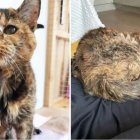 Merseyde. Flossie tiene una larga historia de familias con las que vivió en sus 120 años de edad humana.