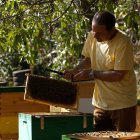 Rodrigo Labra, apicultor de la Isla, trabaja en sus colmenas el 20 de noviembre 2022, en Isla de Pascua, (Chile). EFE/Rodrigo Saez