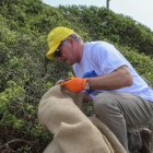 Voluntarios realizan una jornada de limpieza recogiendo basura, el 25 de noviembre del 2022, en las playas de Puerto Cayo (Ecuador).