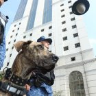 Desde junio, los canes rondan distintos puntos de la ciudad junto a sus guías.